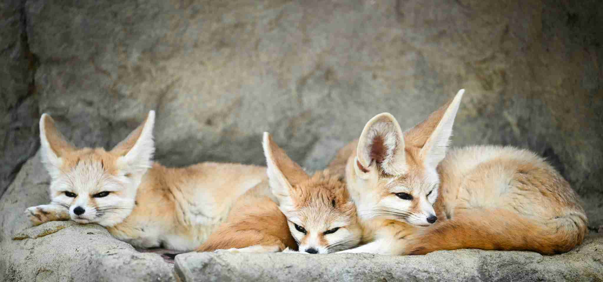 Fennec Fox