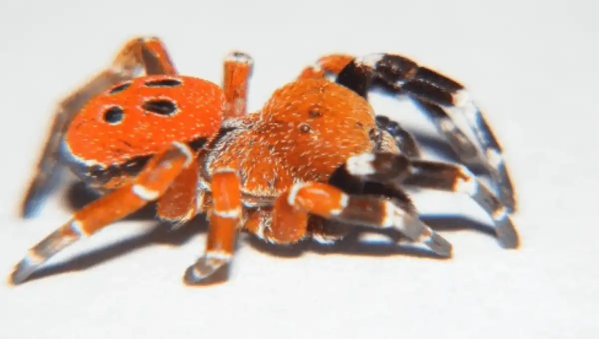Eresus rubrocephalus sp. nov. — Nouvelle espèce d’araignée coccinelle découverte au Maroc (© Gál et al., 2025)