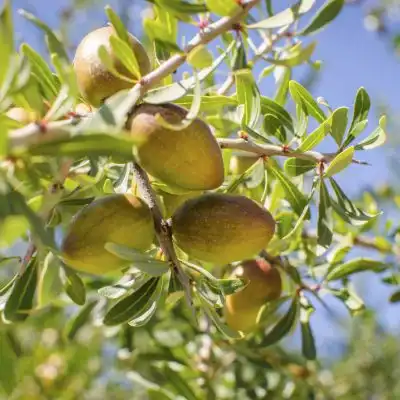 PLANTE_HERBIER_Arganier.jpg