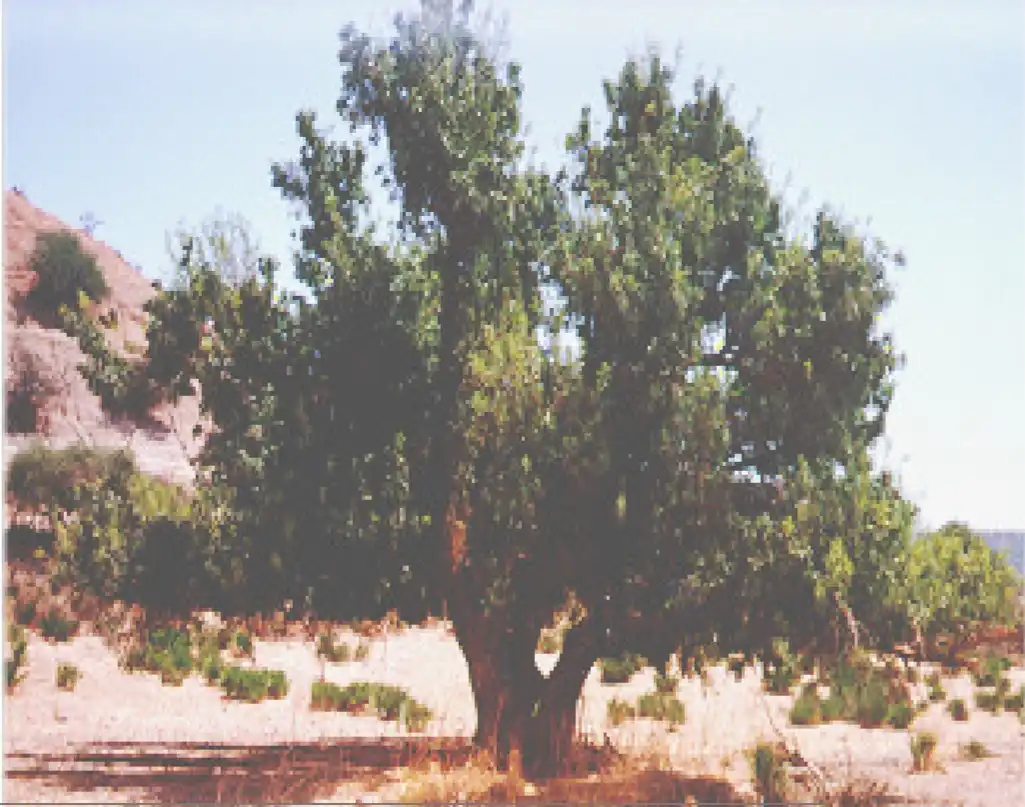 Pistacia atlantica.jpg